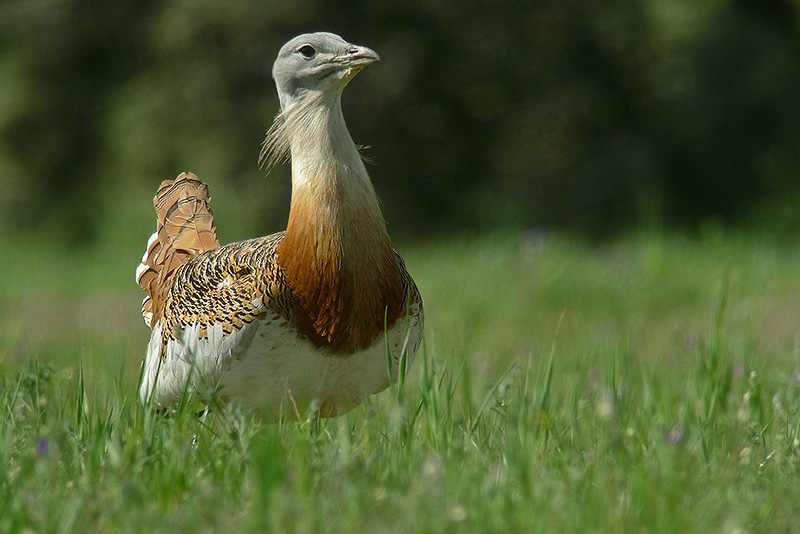 Otarda in Digiscoping